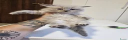 Siberiano gatti in vendita: Gattini siberiani ipoallergenici  - Annuncio 3