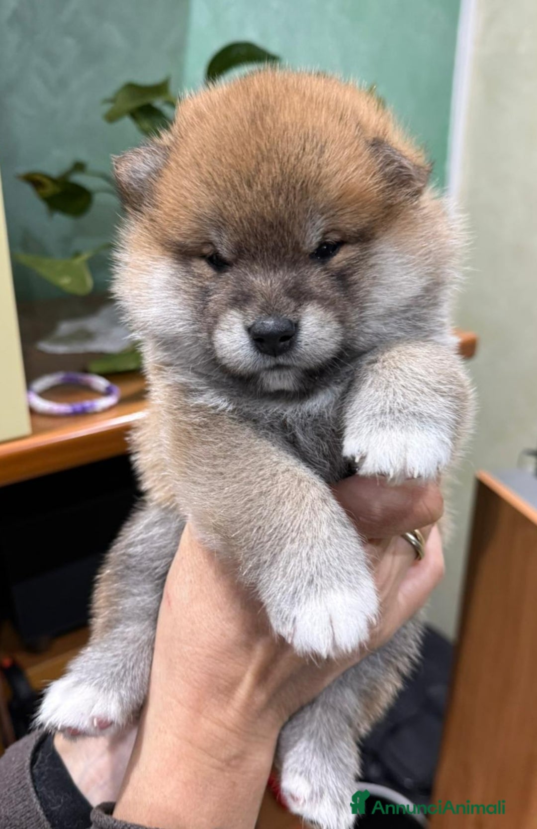 Shiba Inu cani in vendita: Cuccioli di Shiba Inu con genitori testati - Annuncio 20