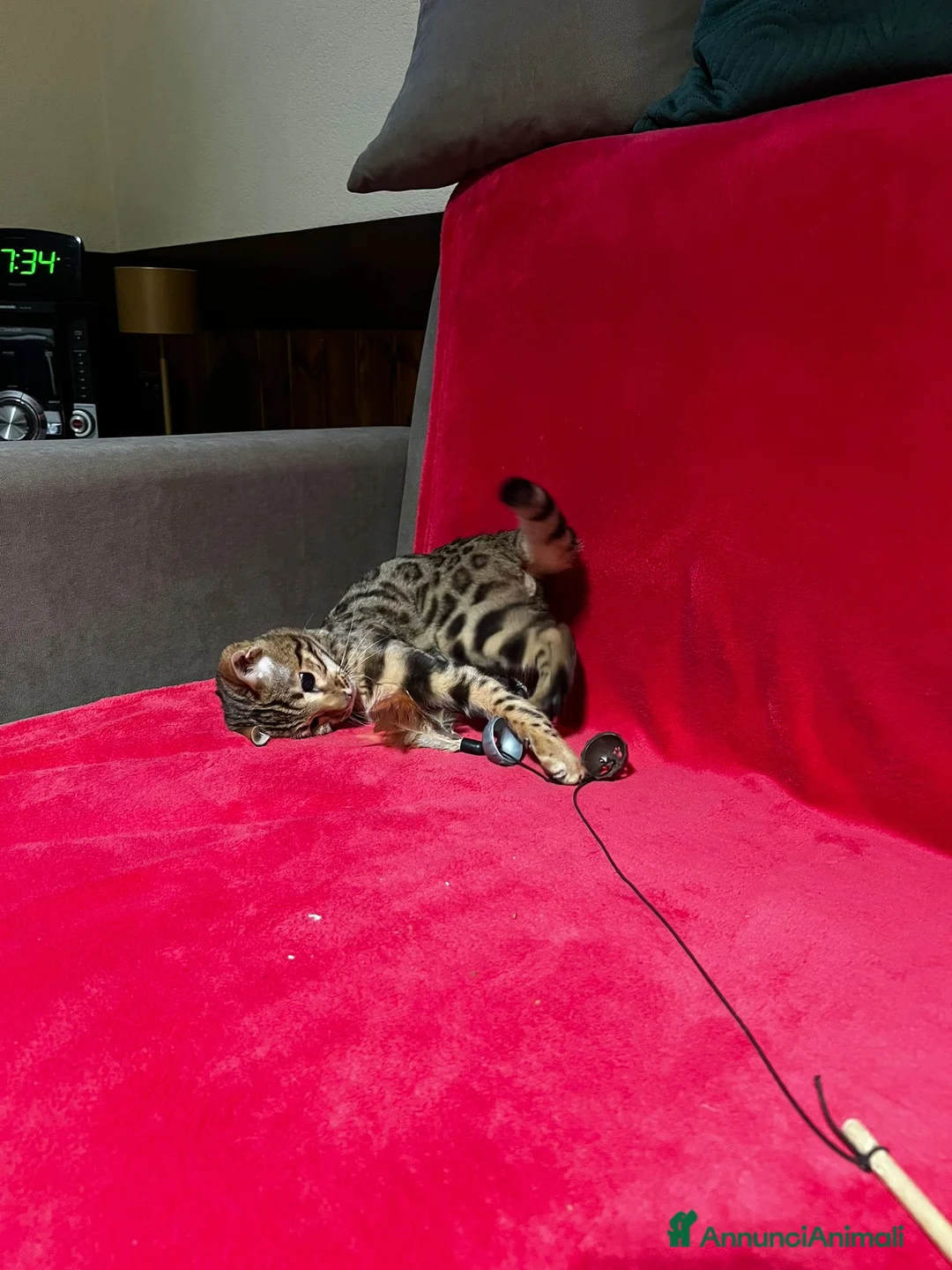 Bengala gatti in vendita: CUCCIOLO E ADULTO DI BENGALA  - Annuncio 3