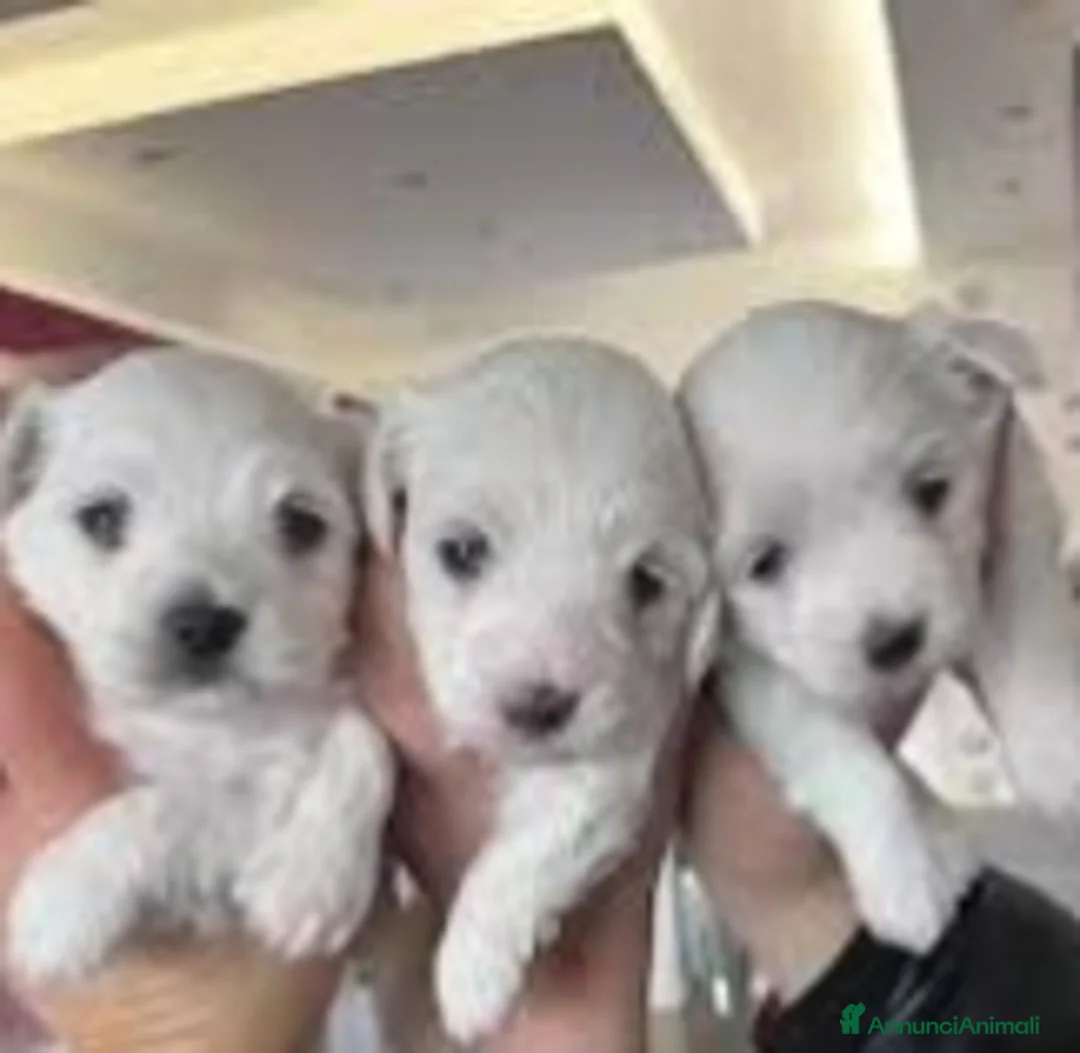 Maltese cani in vendita: Maltesini Toy a Città Metropolitana di Napoli - Annuncio 6