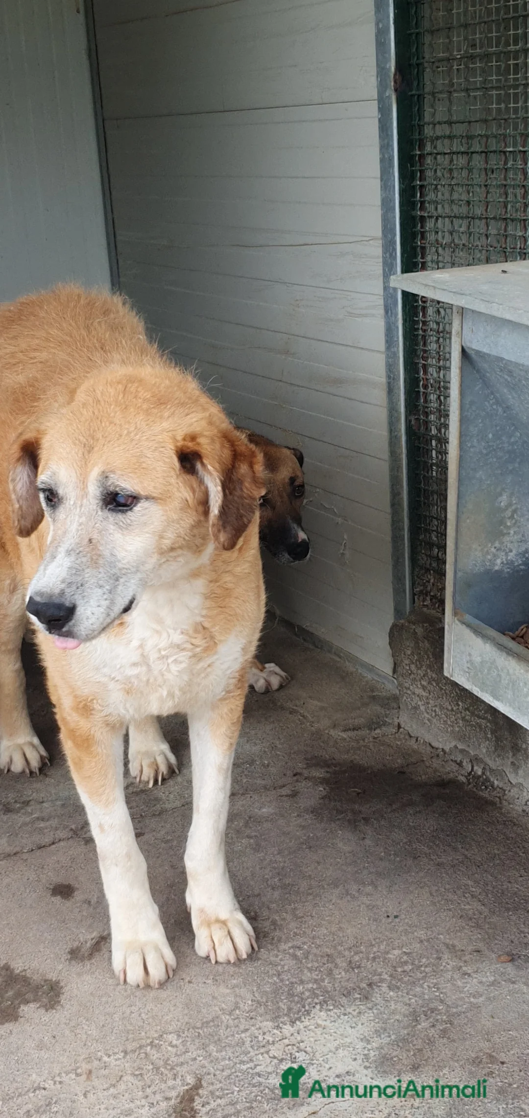 Meticcio cani in regalo: Peppe, Gigante buono in Canile - Annuncio 2
