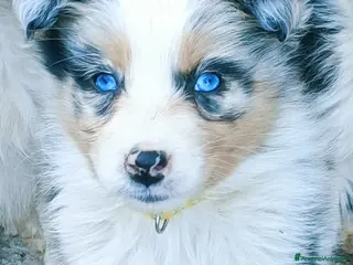 Australian Shepherd cani Cuccioli di pastore australiano con pedigree - Annuncio 1