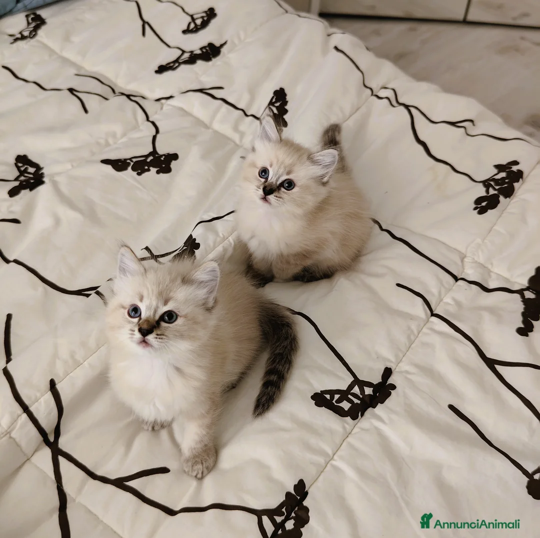 Ragdoll gatti in vendita: Cucciole Ragdoll a Città metropolitana di Milano - Annuncio 13