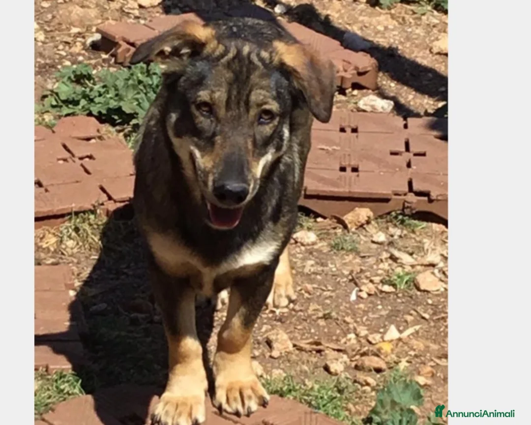 Meticcio cani in regalo: LULU' - SIMIL BASSOTTO ADOTTABILE IN TUTTA ITALIA a Milano - Annuncio 2