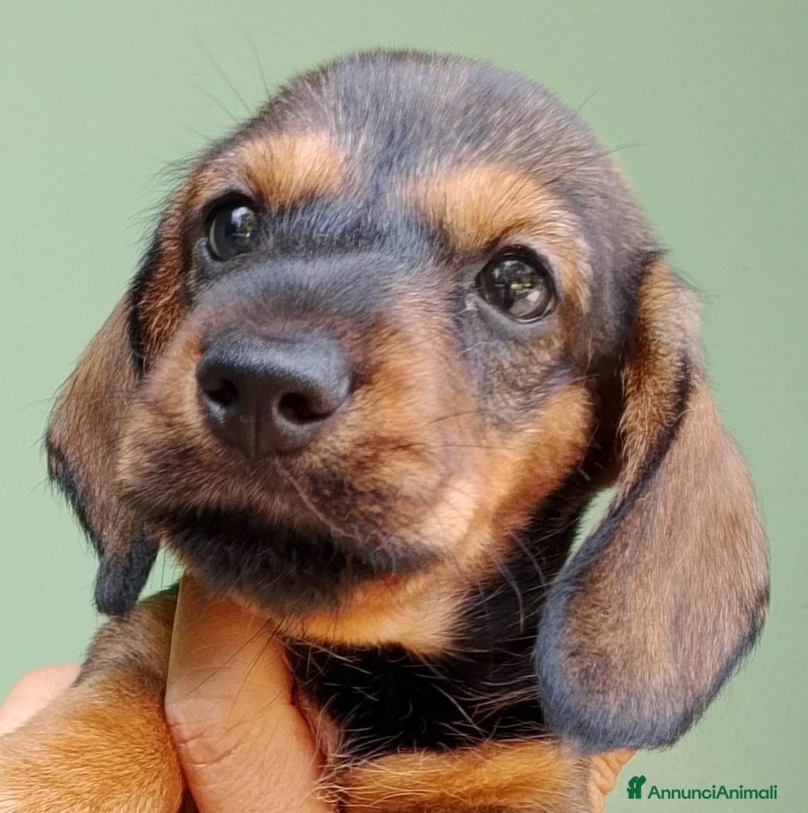 Bassotto cani Bassotto pelo duro figlia secca  - Annuncio 1