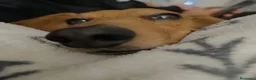 Bassotto cani per accoppiamento: Bassotto per monta - Annuncio 4