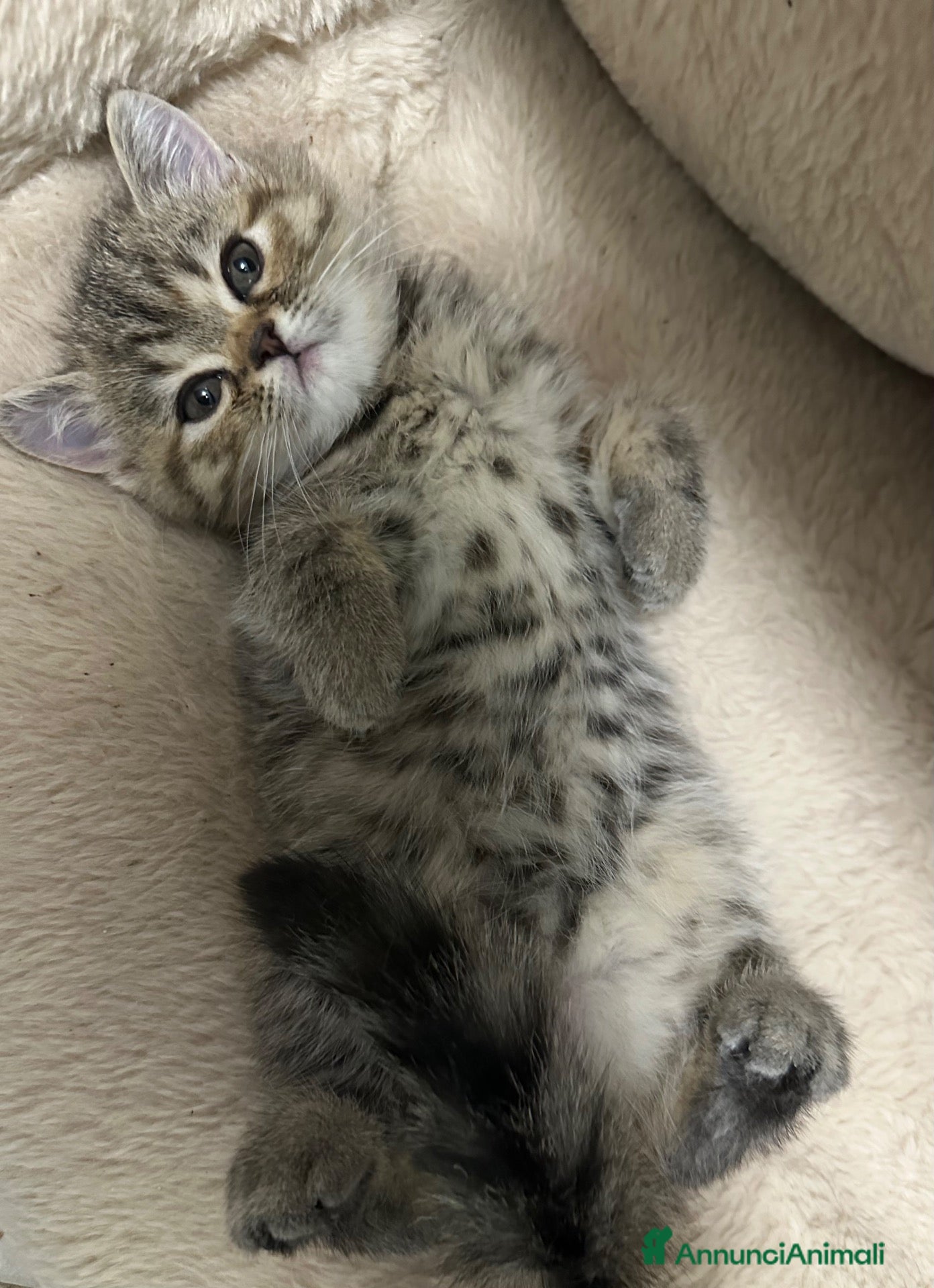 Exotic Shorthair gatti in vendita: Cuccioli exotic shorthair  - Annuncio 1