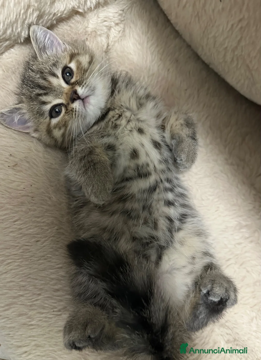 Exotic Shorthair gatti in vendita: Cuccioli exotic shorthair  - Annuncio 1