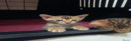 Bengala gatti in vendita: le meraviglie di Selected Breed  - Annuncio 11