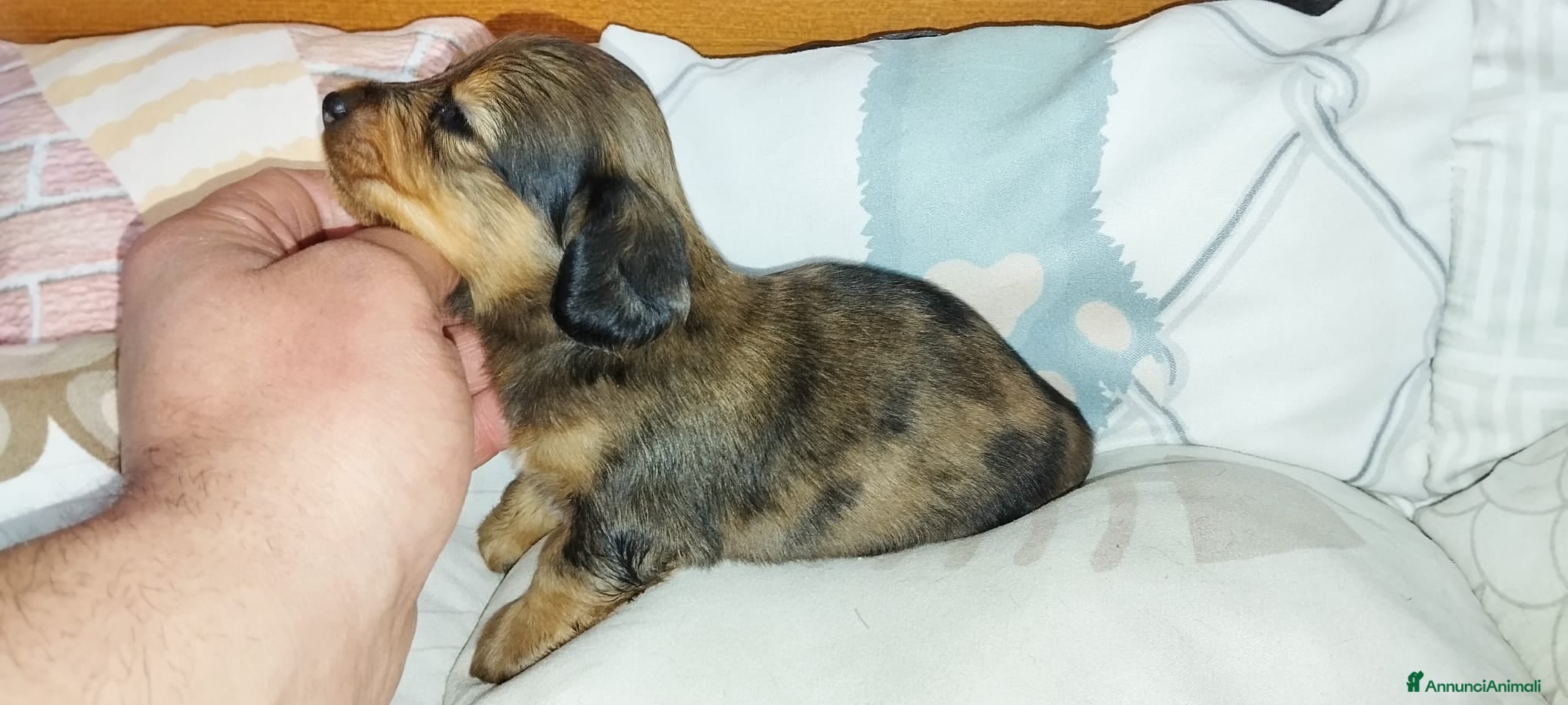 Bassotto cani Bassotti  - Annuncio 2