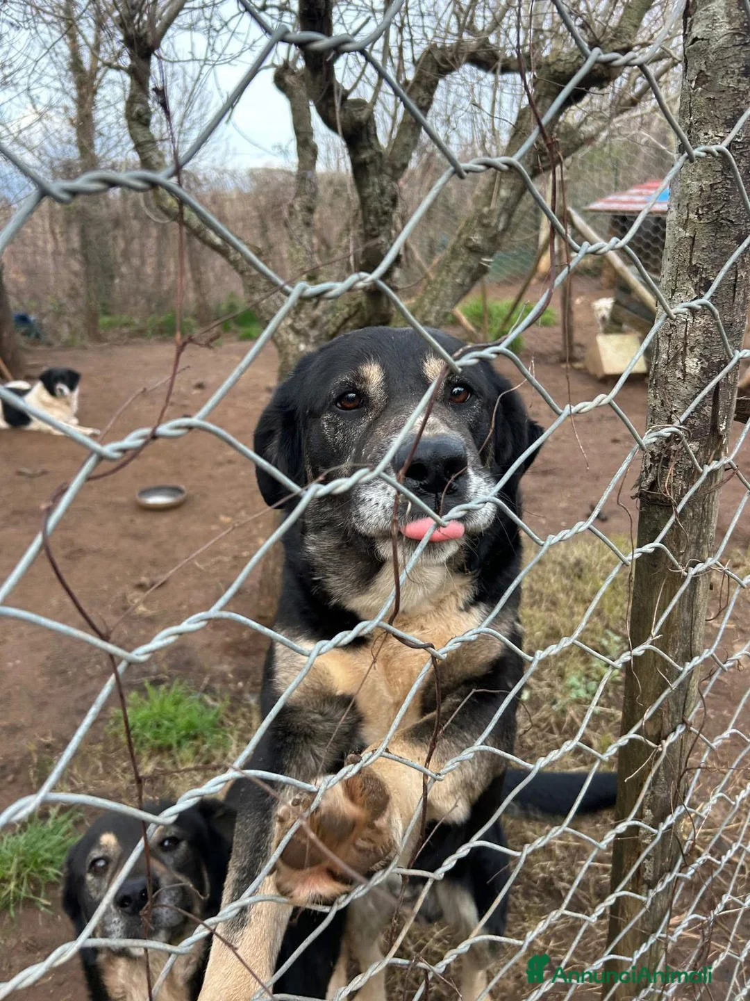 Meticcio cani in regalo: Lillo splendido cagnolone cerca casa  - Annuncio 1