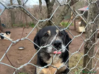 Meticcio cani Lillo splendido cagnolone cerca casa - Annuncio 7