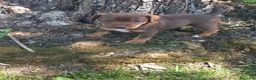 Meticcio cani in regalo: Regalo cuccioli meticci di taglia medio piccola a Provincia di Padova - Annuncio 5