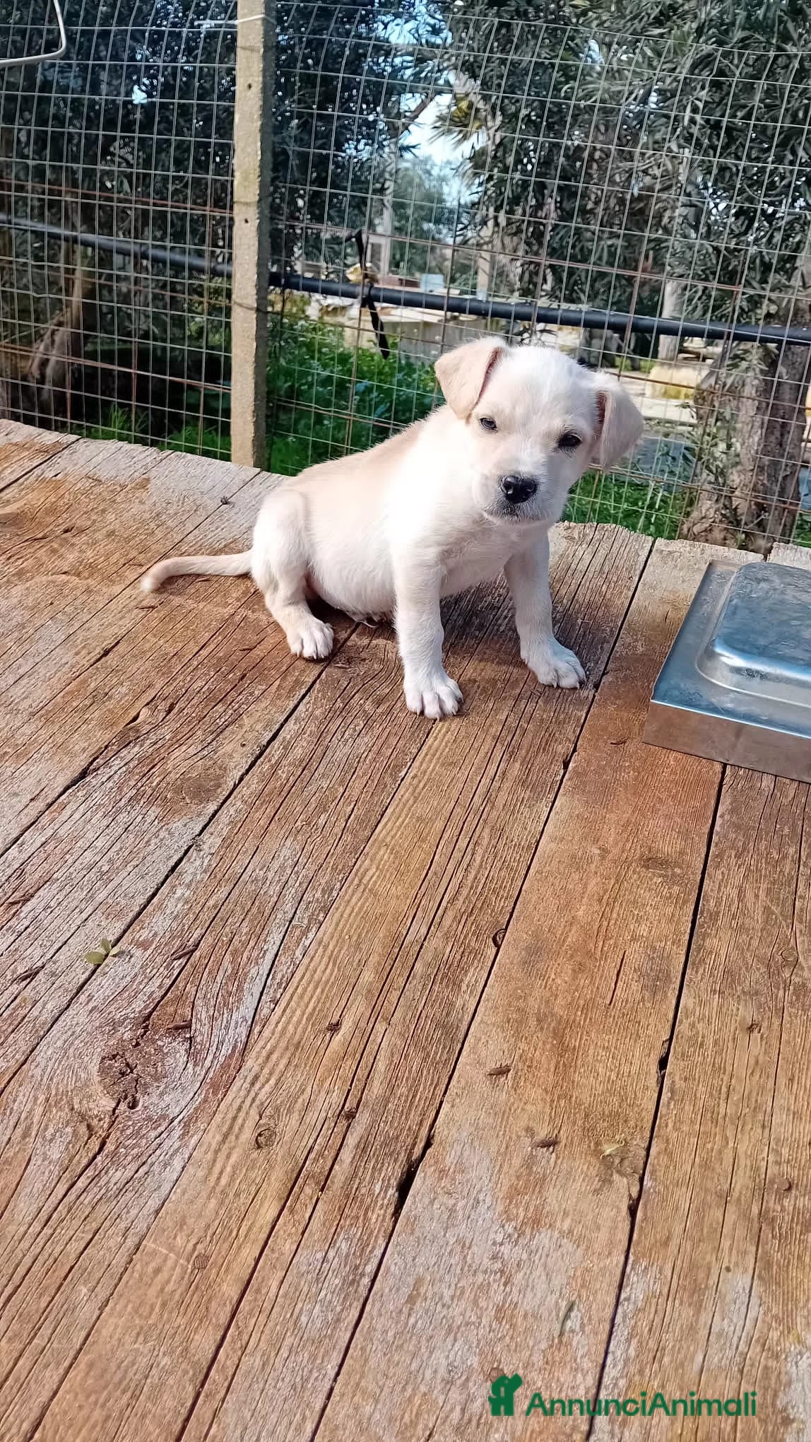 Altre razze cani pollicino - Annuncio 2