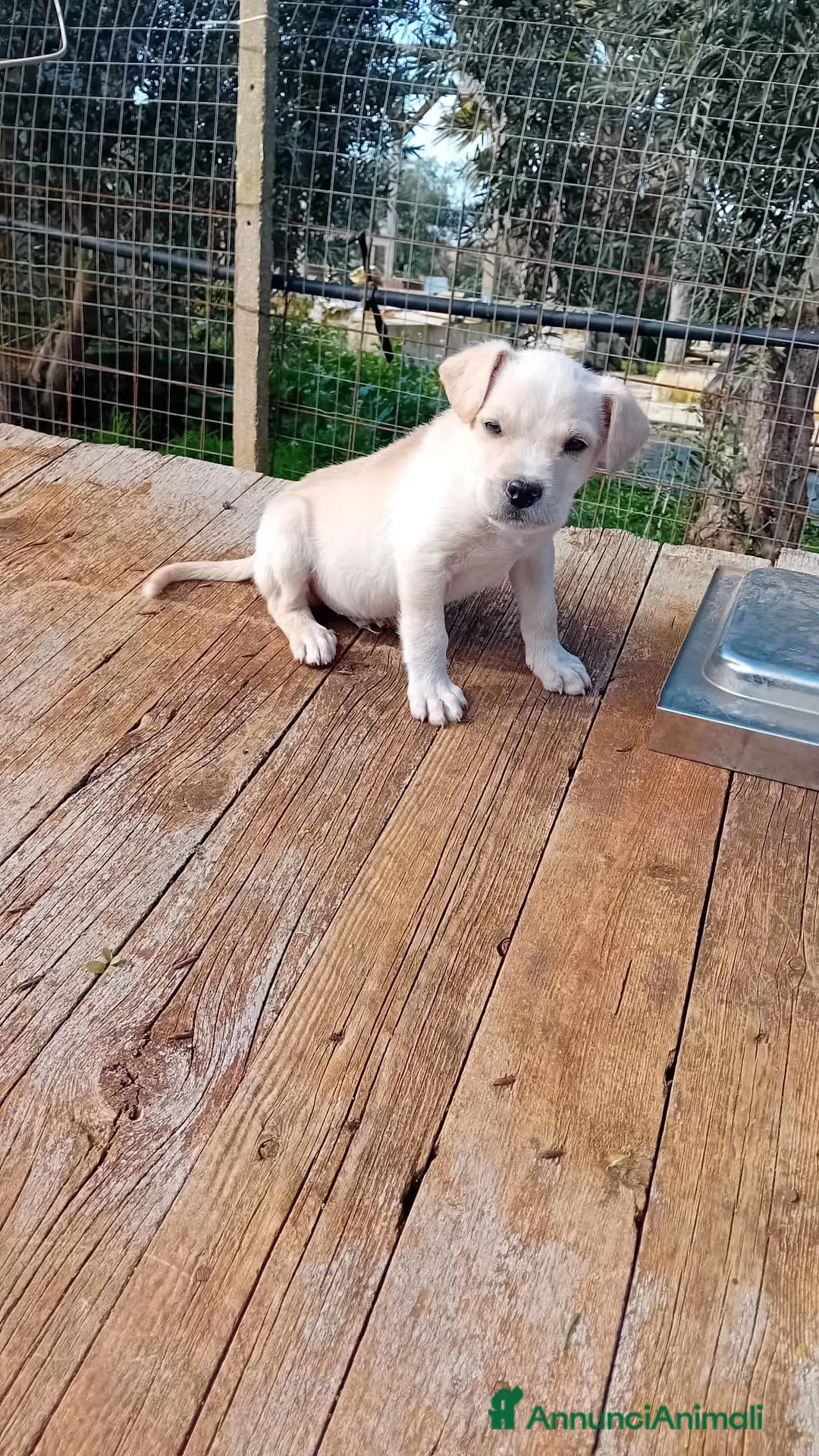 Altre razze cani in regalo: pollicino - Annuncio 2