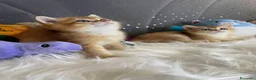 Scottish gatti in vendita: Gattini di Razza Scottish - Annuncio 1