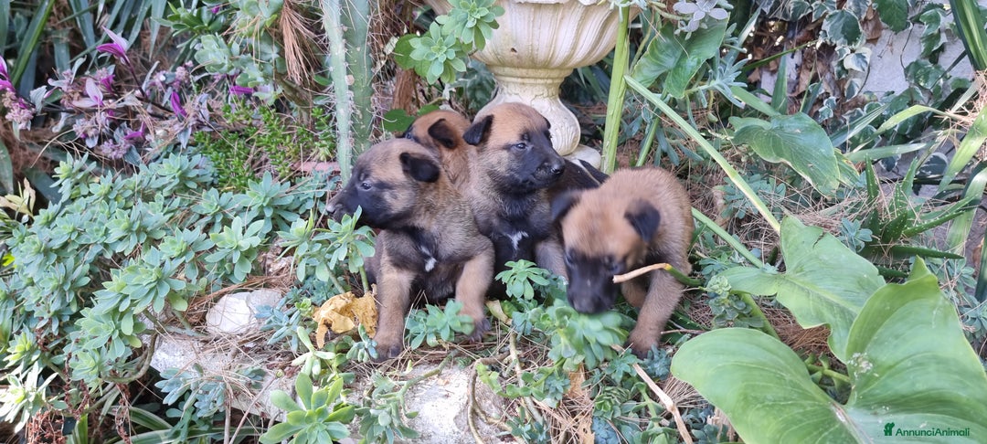 Pastore Belga cani in vendita: Pastore Belga Malinois Salerno Benevento Avellino - Annuncio 7