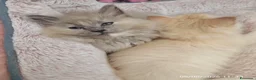 Ragdoll gatti in vendita: Ragdoll cuccioli  a Città Metropolitana di Torino - Annuncio 3