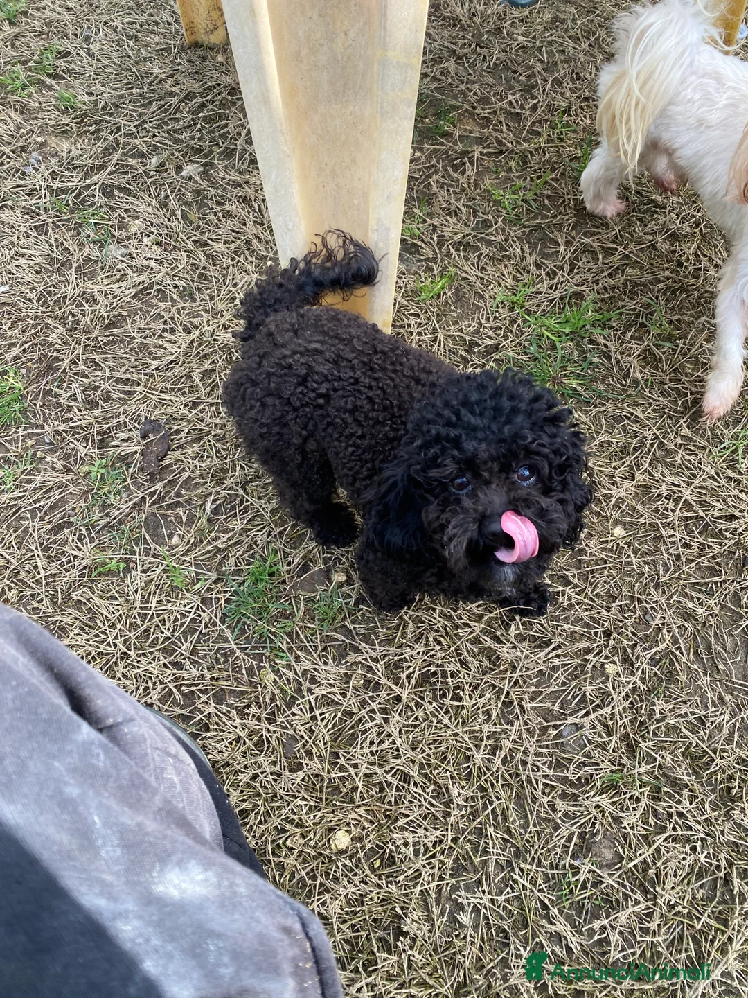 Barboncino Toy cani per accoppiamento: Barboncino Toy  - Annuncio 18