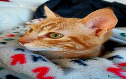Altre razze gatti in regalo: Gattini Rossi  a Città metropolitana di Roma Capitale - Immagine 9