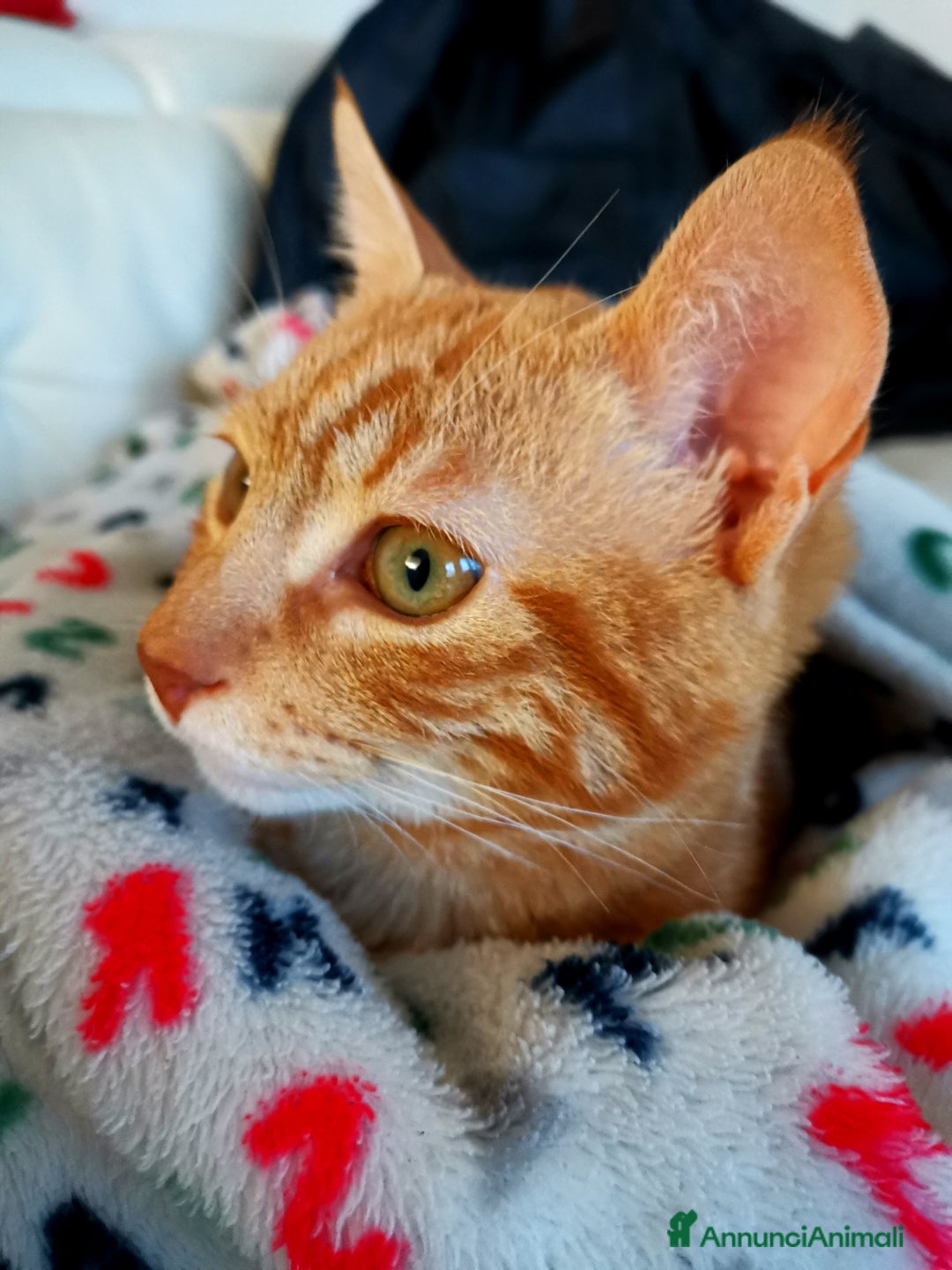 Altre razze gatti in regalo: Gattini Rossi  a Città metropolitana di Roma Capitale - Immagine 9