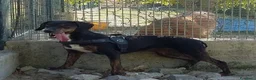 Segugio cani in regalo: GILDA buona con tutti i cani! a Città Metropolitana di Torino - Annuncio 5