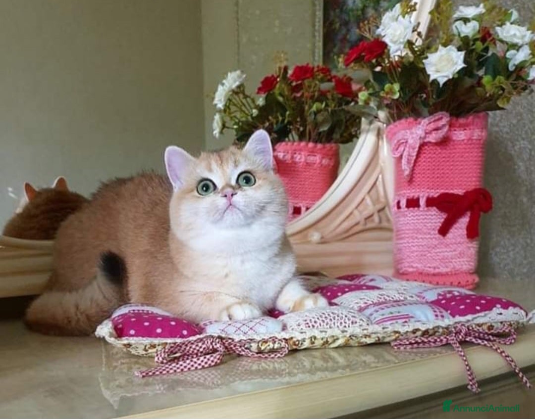 British gatti British shorthair NY12 per monta  - Annuncio 2