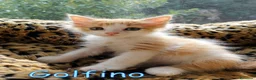 Europeo gatti in regalo: 🐾    GOLFINO E CASHMERE GATTINI DOLCISSIMI - Annuncio 1