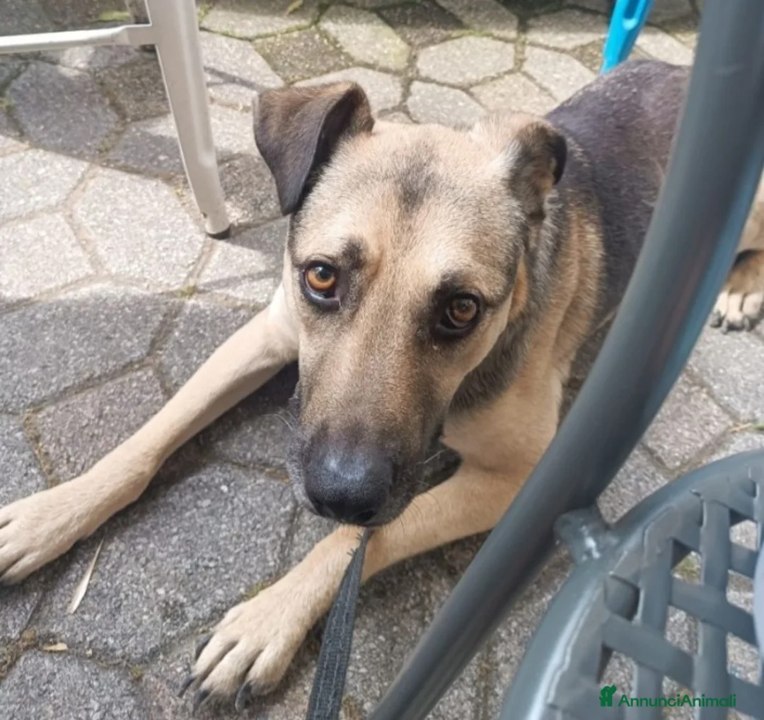 Altre razze cani in regalo: Tango pastorino 4/5anni da 1lager a MILANO SOSCASA a Città metropolitana di Milano - Annuncio 3