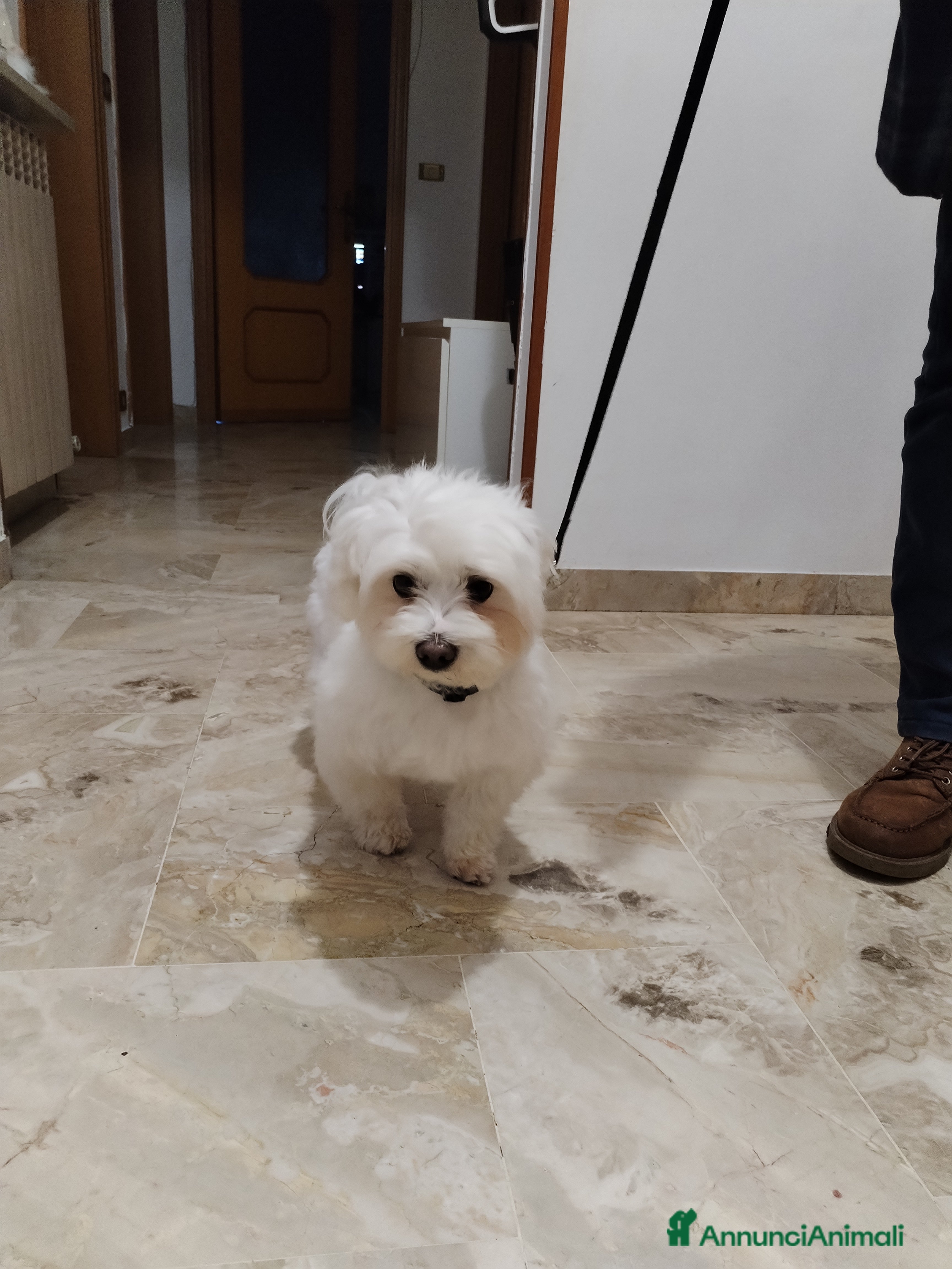 Giugiu 
