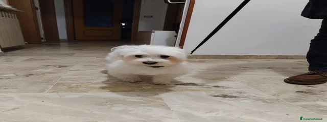 Giugiu 