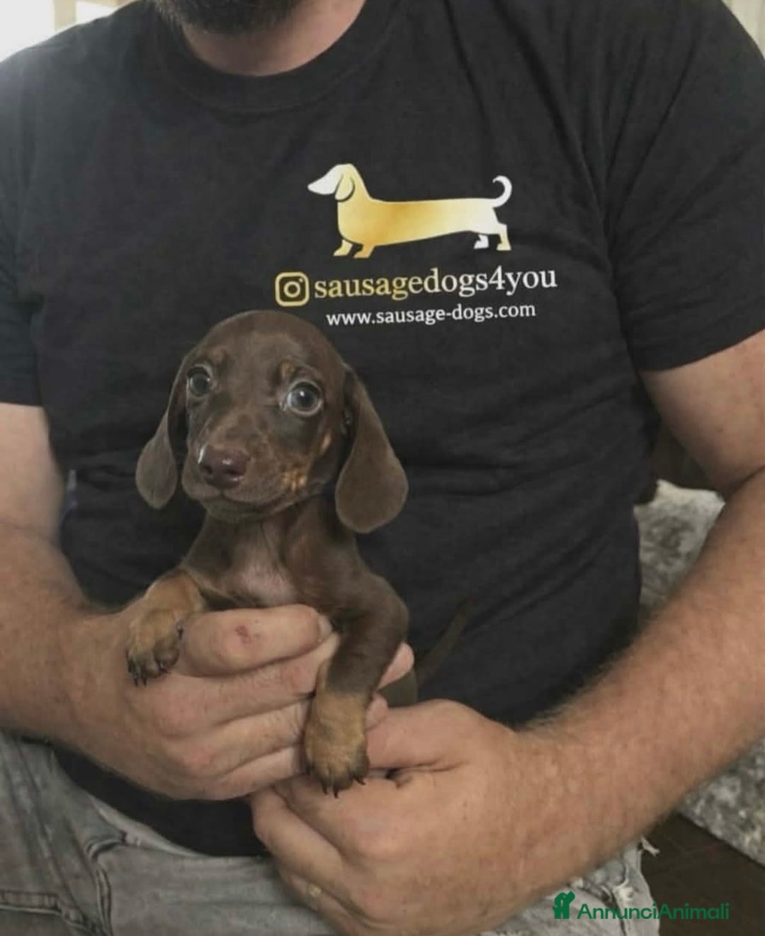 Bassotto cani in vendita: bassotti nani - Annuncio 6