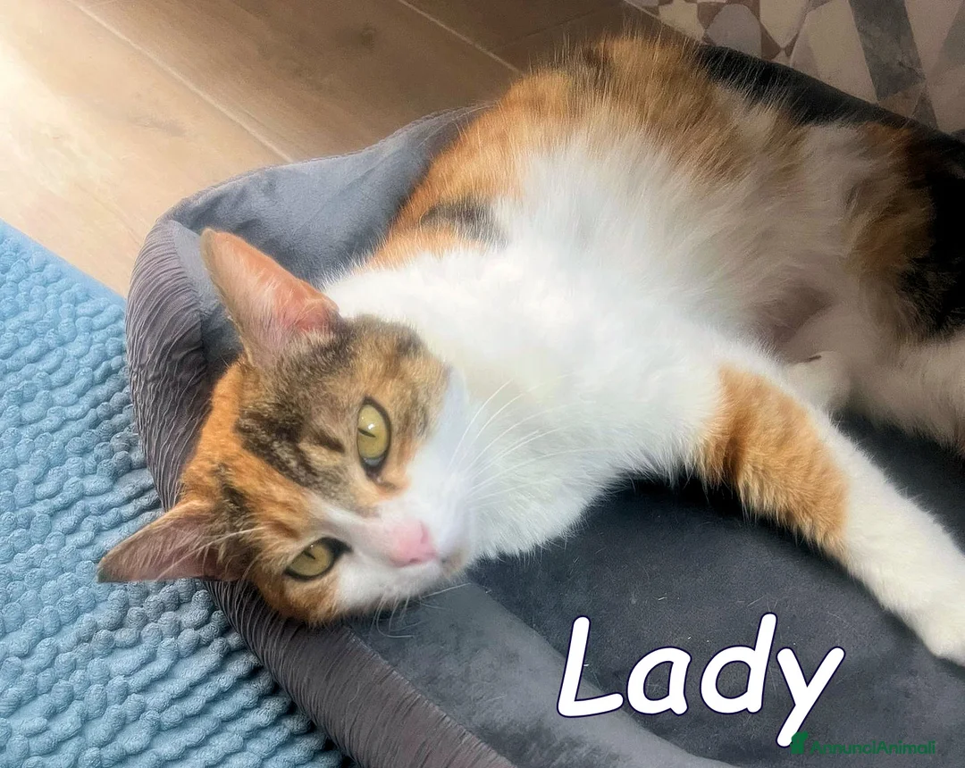 Europeo gatti in regalo: LADY GATTINA DOLCISSIMA - Annuncio 2