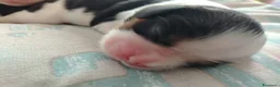 Cavalier King cani in vendita: Cavalier king con pedigree enci  a Provincia di Sondrio - Annuncio 17