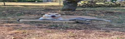 Meticcio cani in regalo: lupin - Annuncio 3