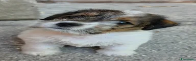 Jack Russell 3