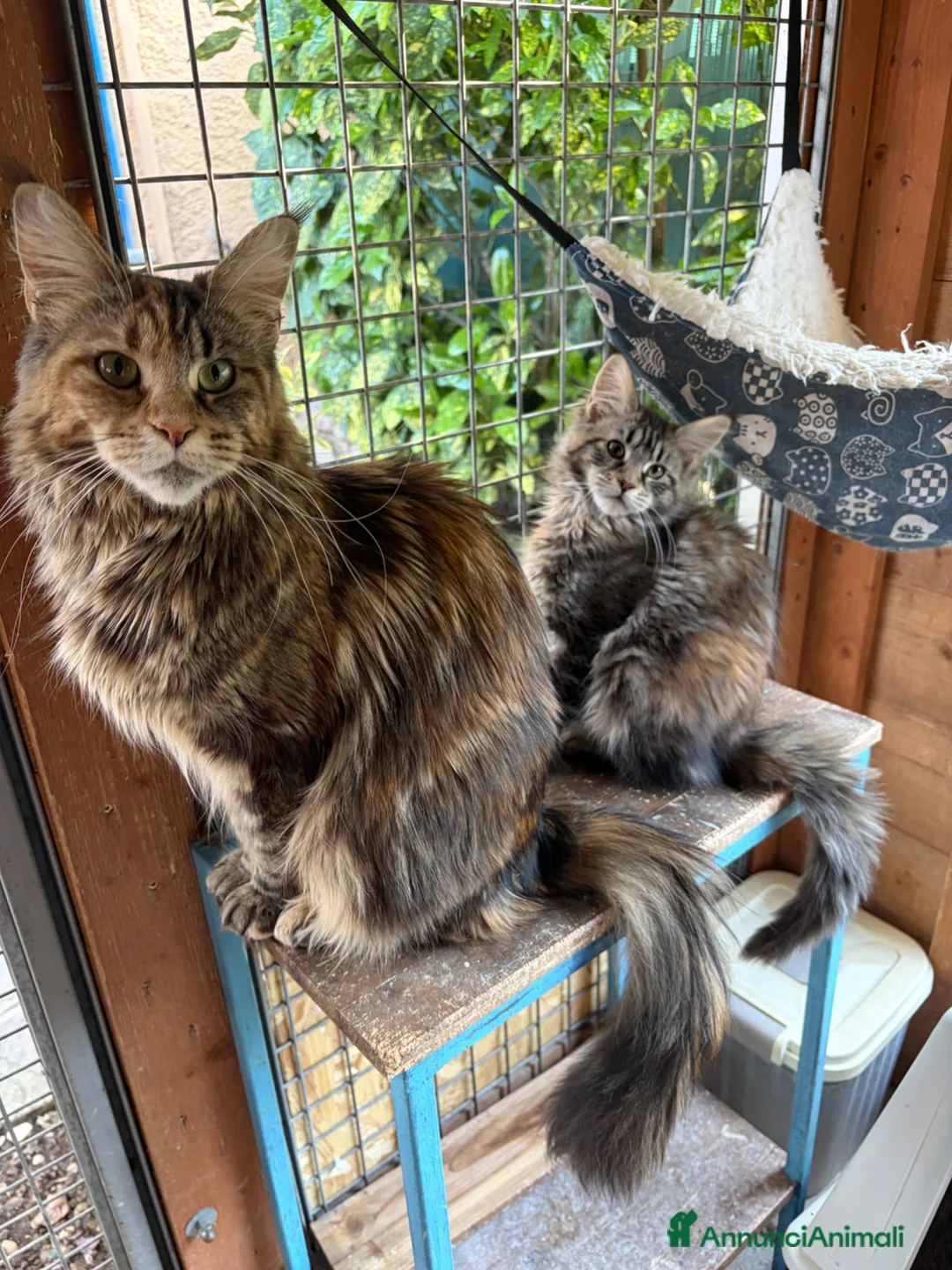 Maine Coon gatti in vendita: Cucciolo maschio Maine coon  - Annuncio 1