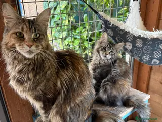 Maine Coon gatti Cucciolo maschio Maine coon - Annuncio 1