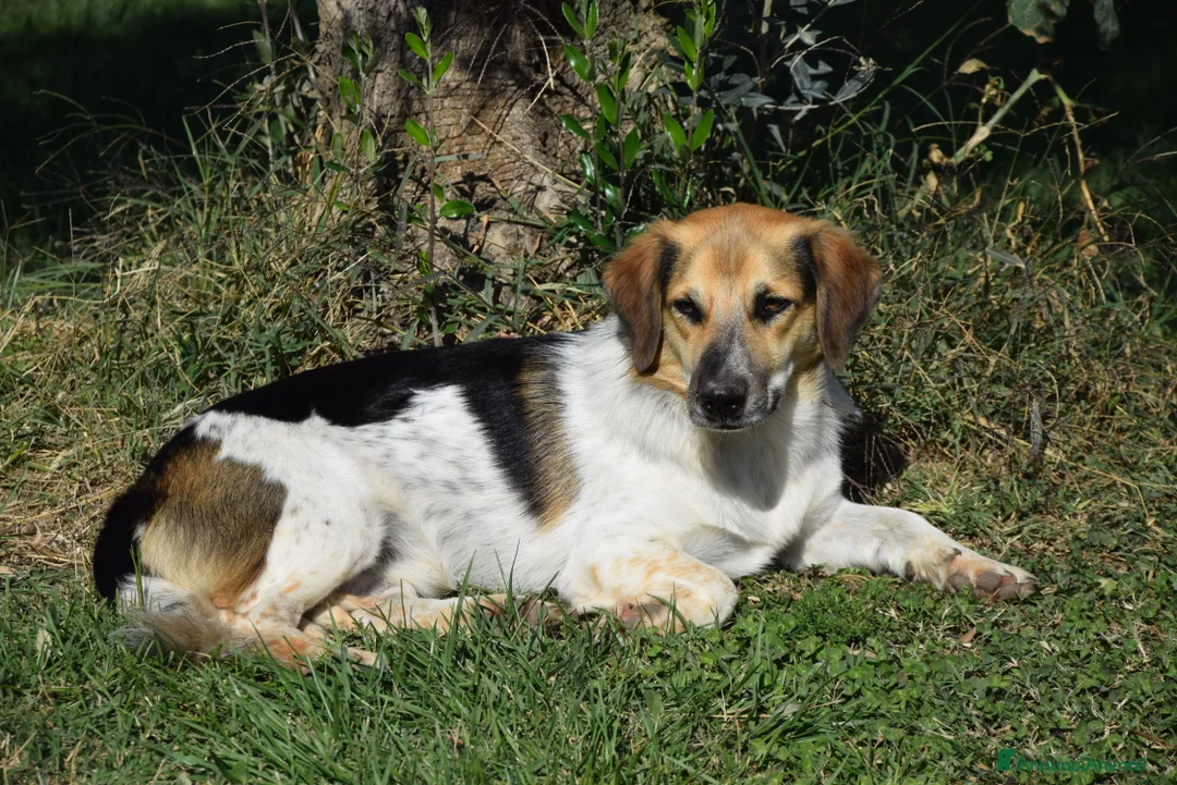 Meticcio cani in regalo: RAOUL,la bonta' a quattro zampette a Pomezia - Annuncio 4
