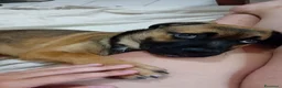 Meticcio cani in regalo: Wendy a Città metropolitana di Roma Capitale - Annuncio 24