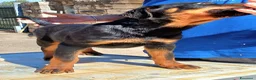 Rottweiler cani in vendita: Cuccioli rottweiler  - Annuncio 8