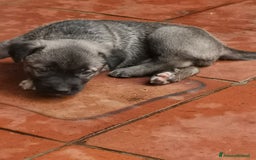 Pastore Tedesco cani in regalo: Regali cuccioli Ragalna (Ct)  - Immagine 7