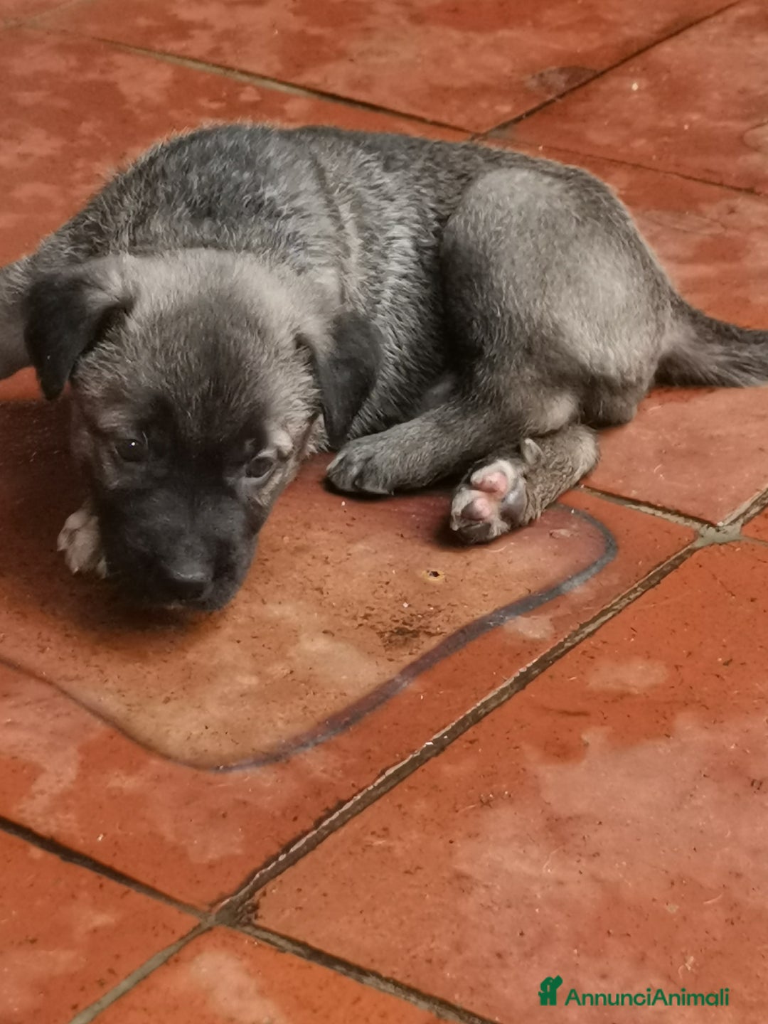 Pastore Tedesco cani in regalo: Regali cuccioli Ragalna (Ct)  - Immagine 7