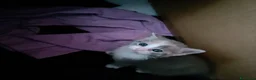 Europeo gatti in regalo: Regalo gattini  a Provincia di Isernia - Annuncio 3