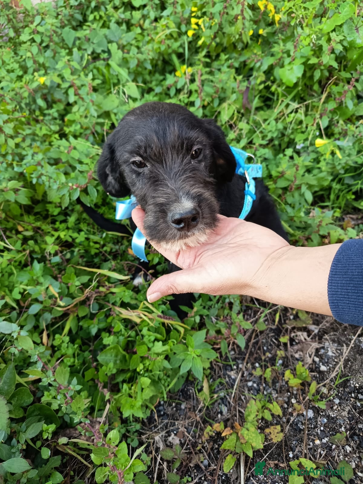 Meticcio cani UNA MAMMA PER SIRIO - Annuncio 23