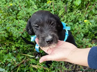 Meticcio cani UNA MAMMA PER SIRIO - Annuncio 31