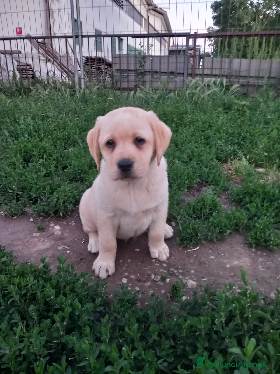 Labrador cani in vendita: Labrador  - Annuncio 2