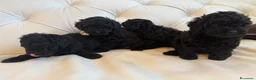 Barboncino cani in vendita: Barboncini nani - Annuncio 3