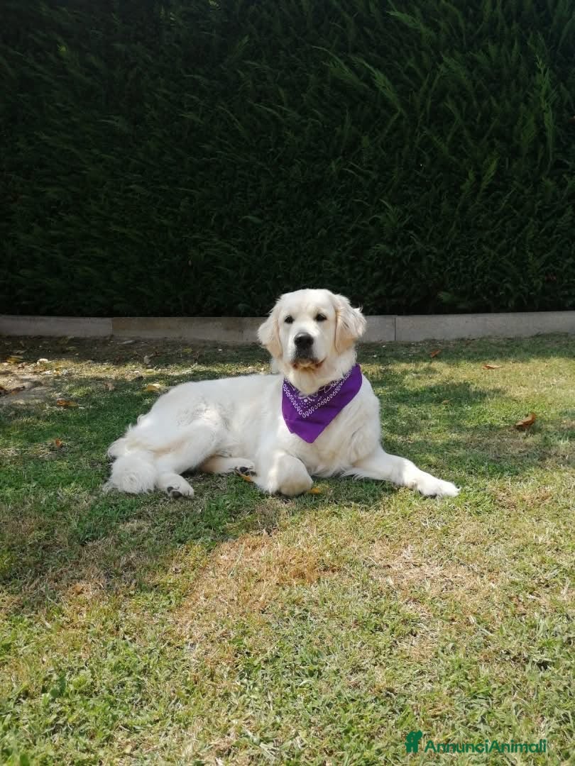Golden Retriever cani Cuccioli di Golden Retriever - Annuncio 2