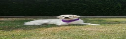 Golden Retriever cani in vendita: Cuccioli di Golden Retriever - Annuncio 1